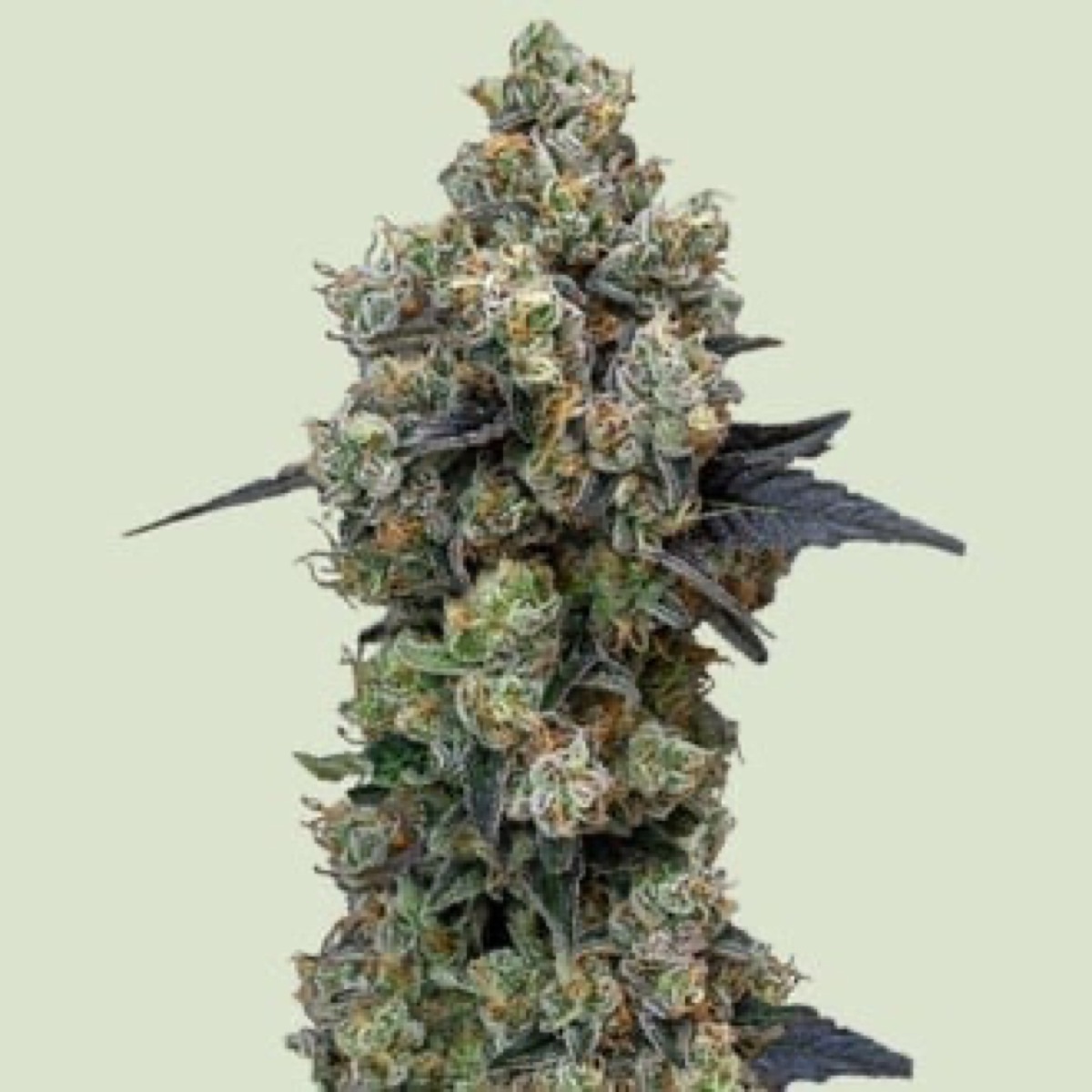 Photo of Orbital Banana F1