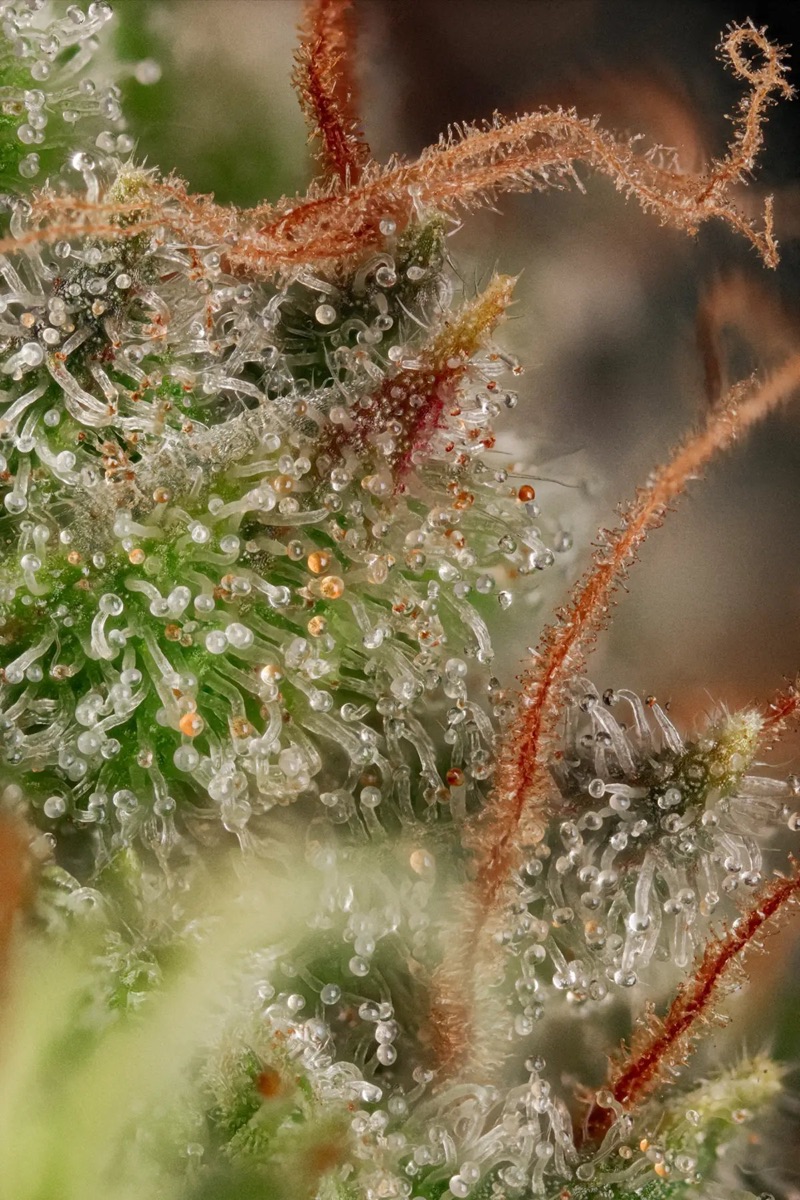 Photo of Original White Widow (IBL)