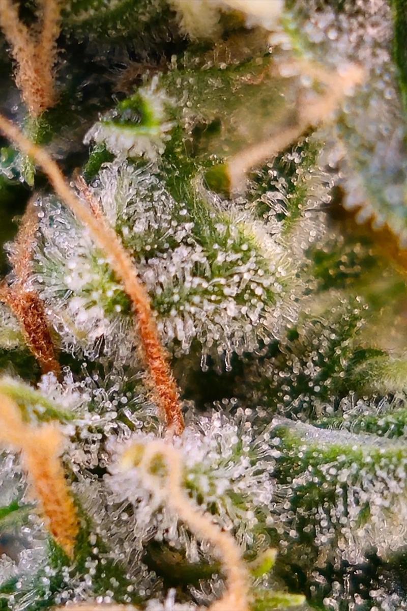 Photo of Pandora Auto