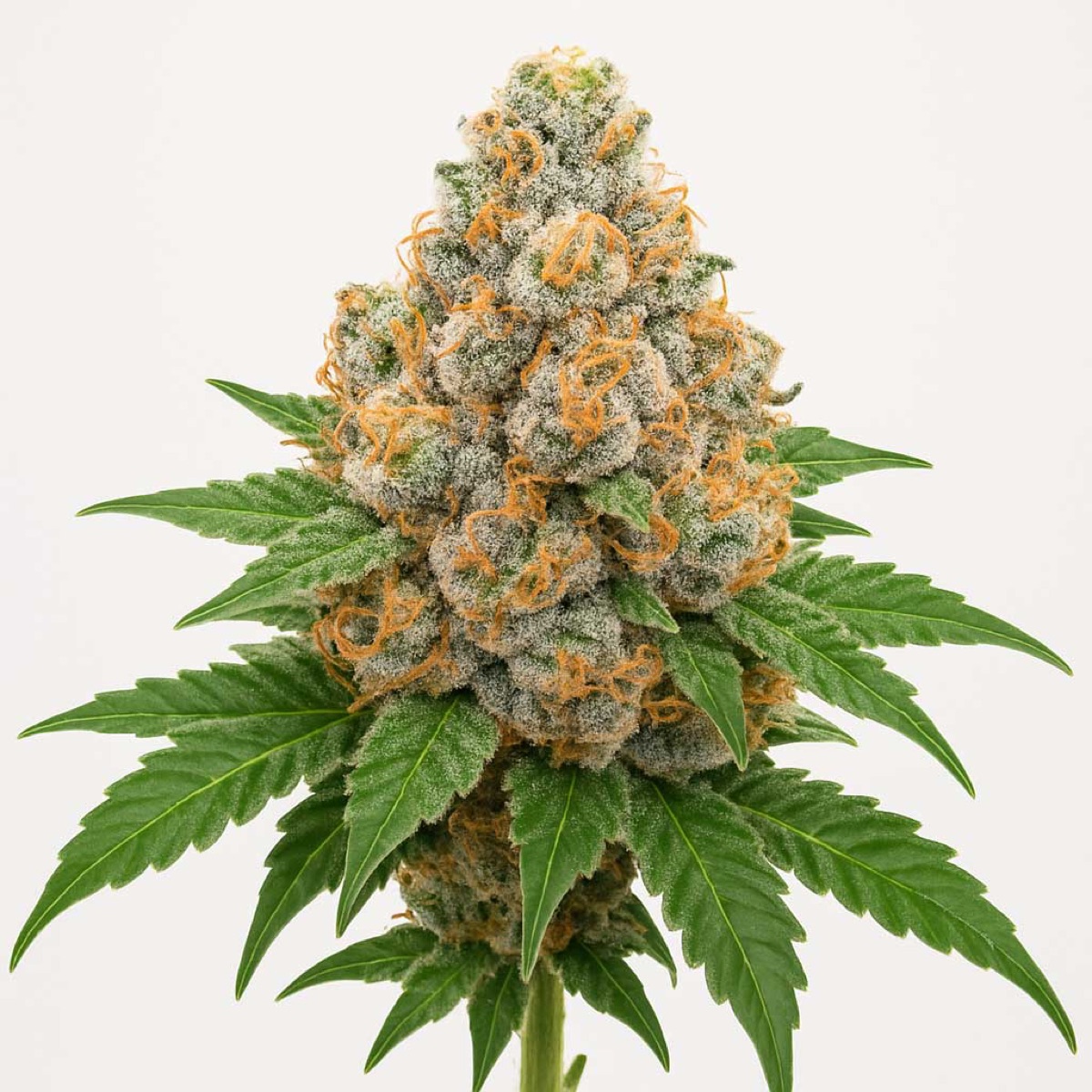 Photo of Papaya Frosting