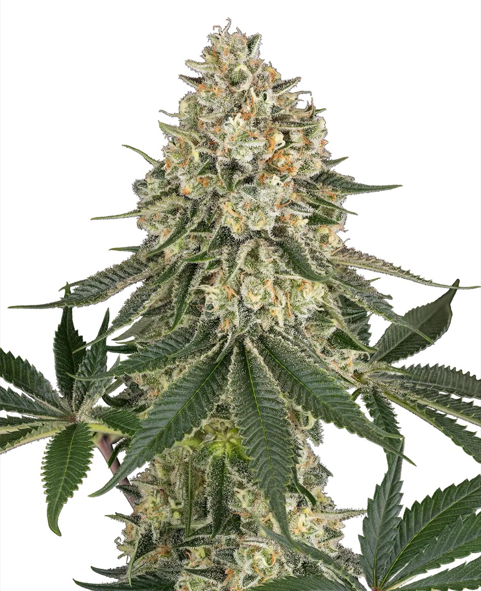 Photo of Papaya Spritzer
