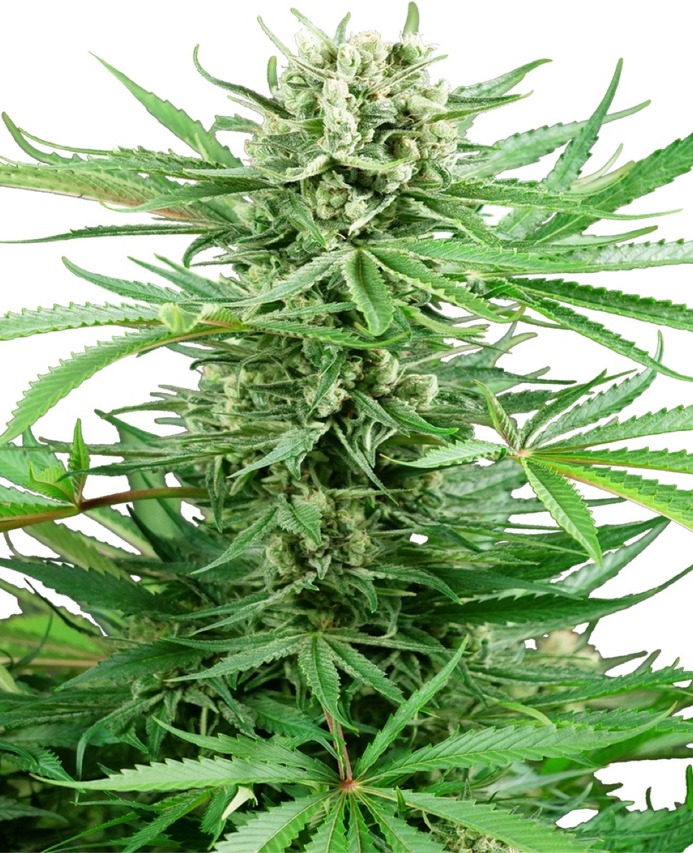 Photo of Papi Chulo OG