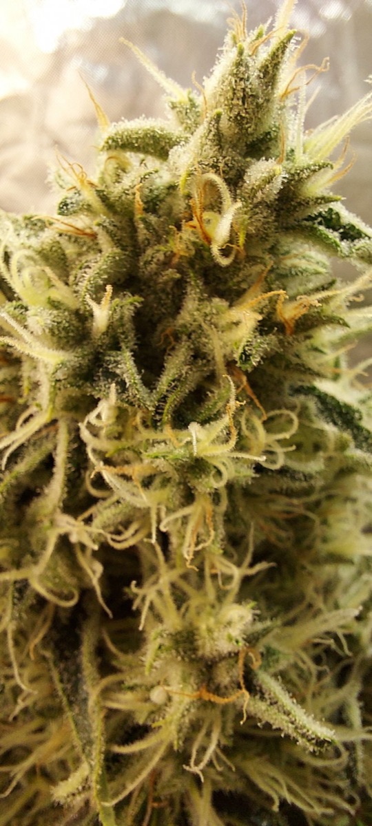 Photo of Passion Fruit