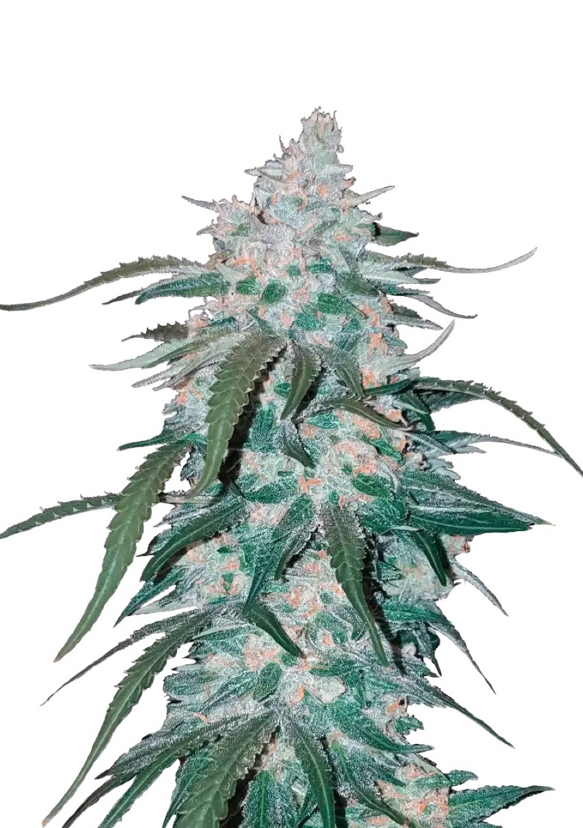 Photo of Pineapple Express Auto