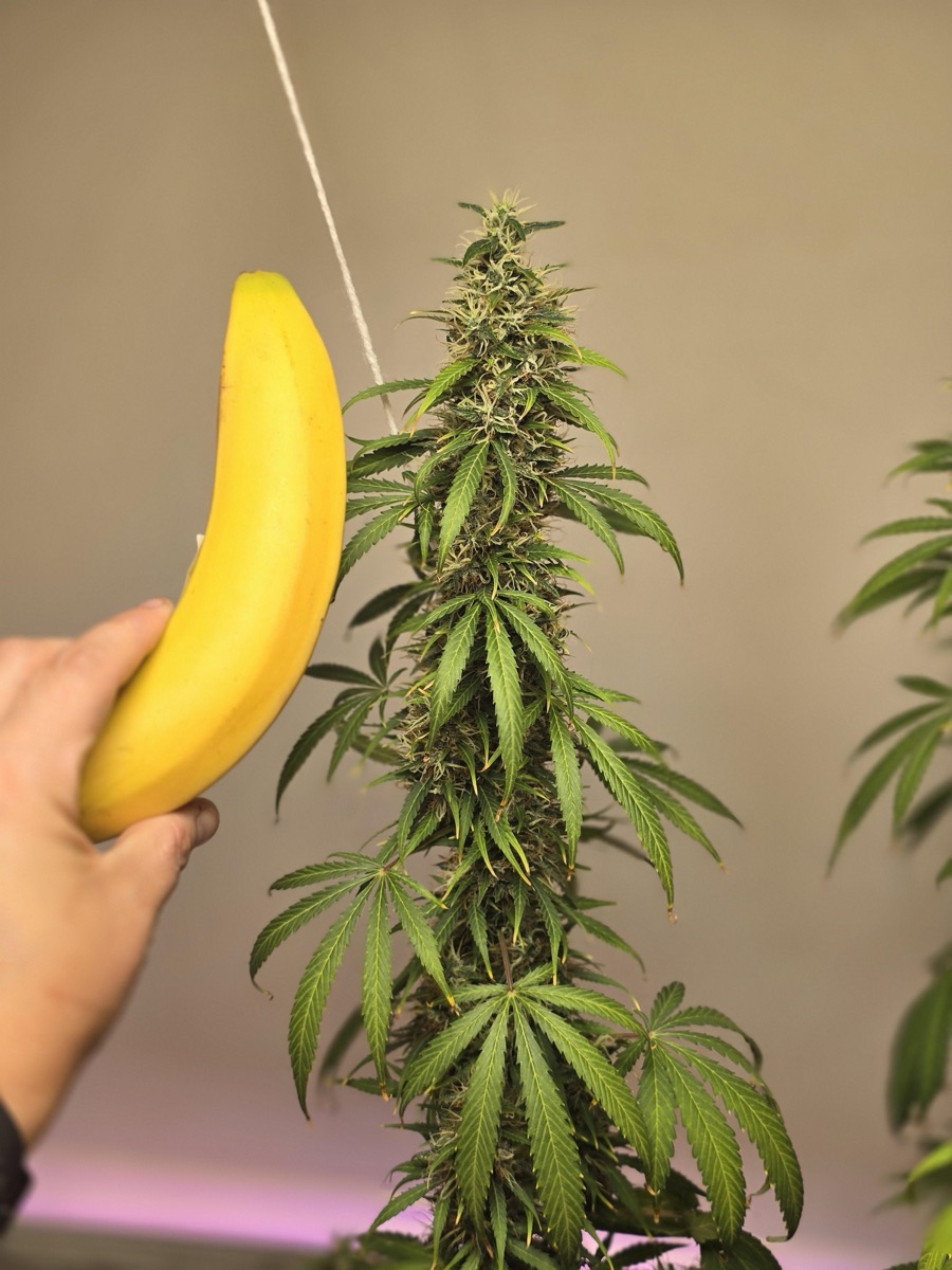 Photo of Pink Mist Auto