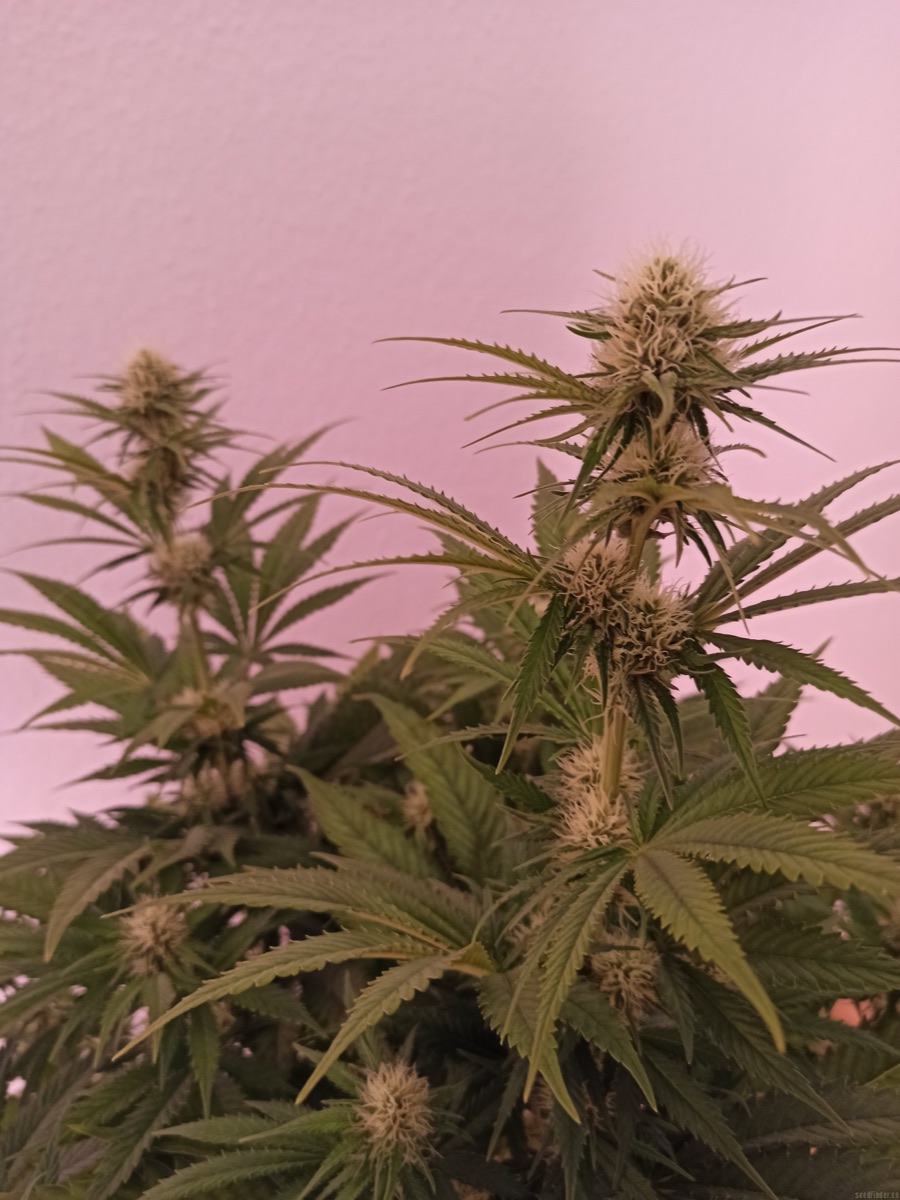 Photo of Power Flower