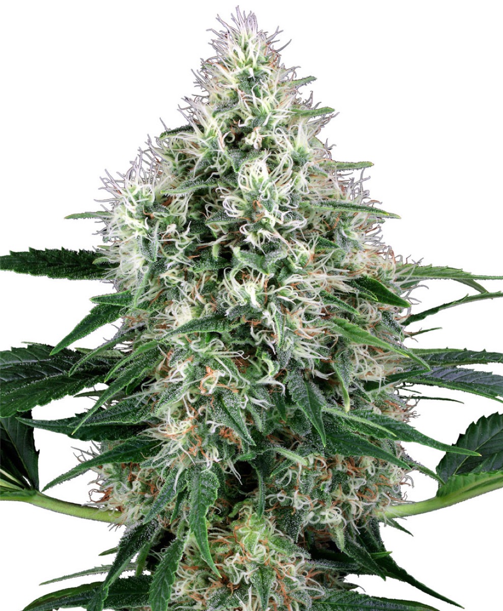 Photo of Pure Power Plant Automatic Seeds by White Label