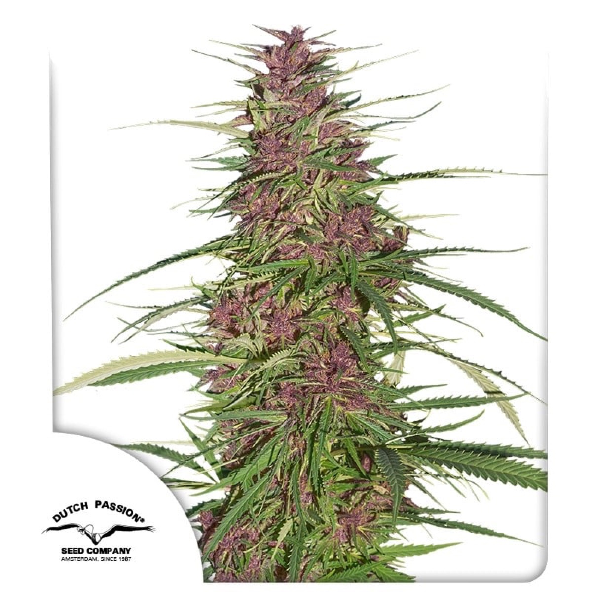 Photo of Purple #1