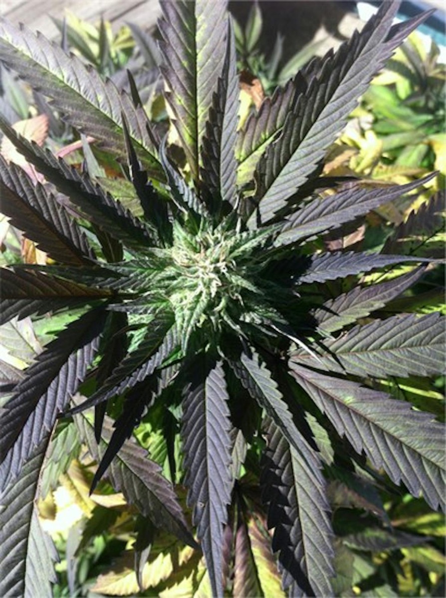 Photo of Purple Afghani