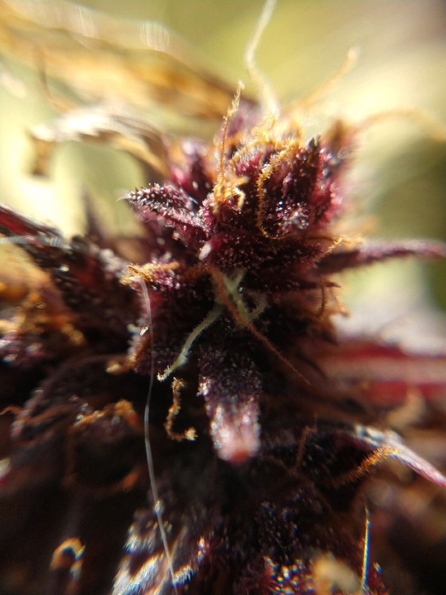 Photo of Purple Bud Automatic Seeds by White Label