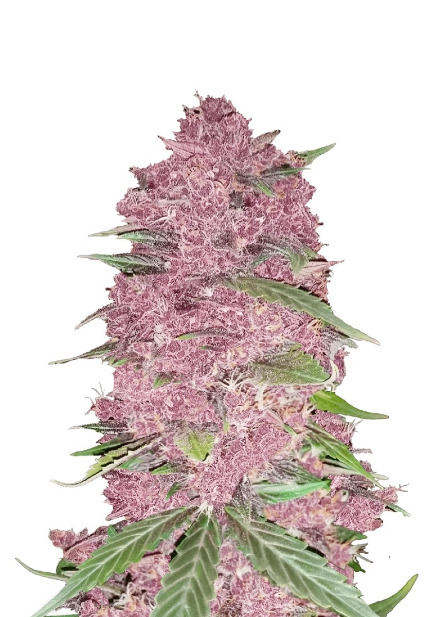 Photo of Purple Lemonade Auto