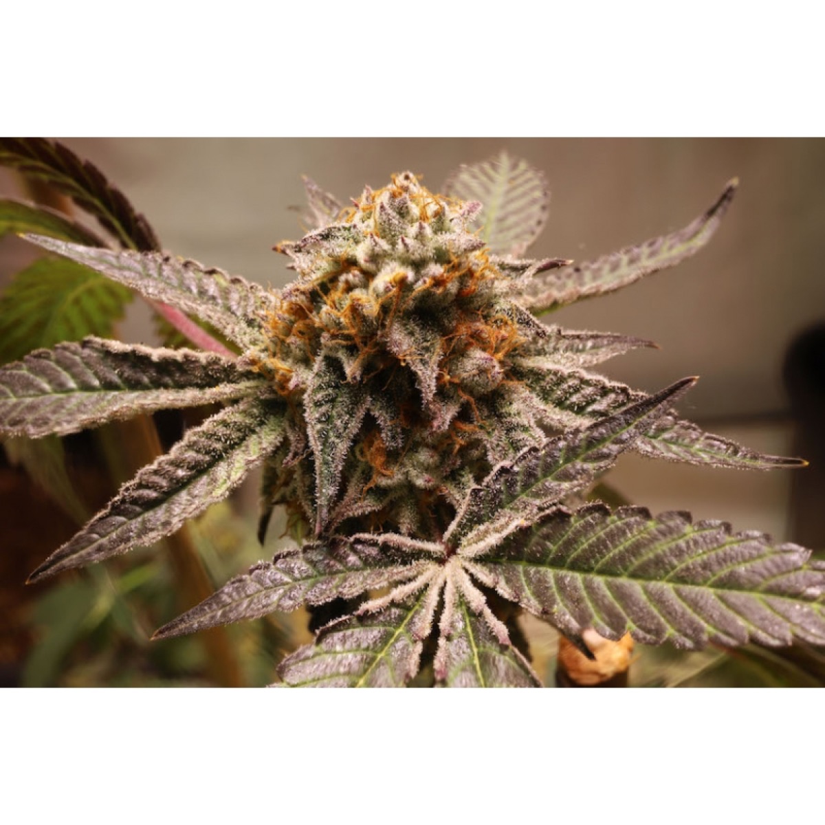 Photo of Purple OG Punch