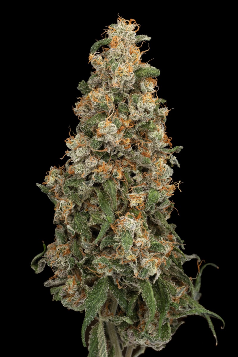 Photo of Purple Papaya Paradise