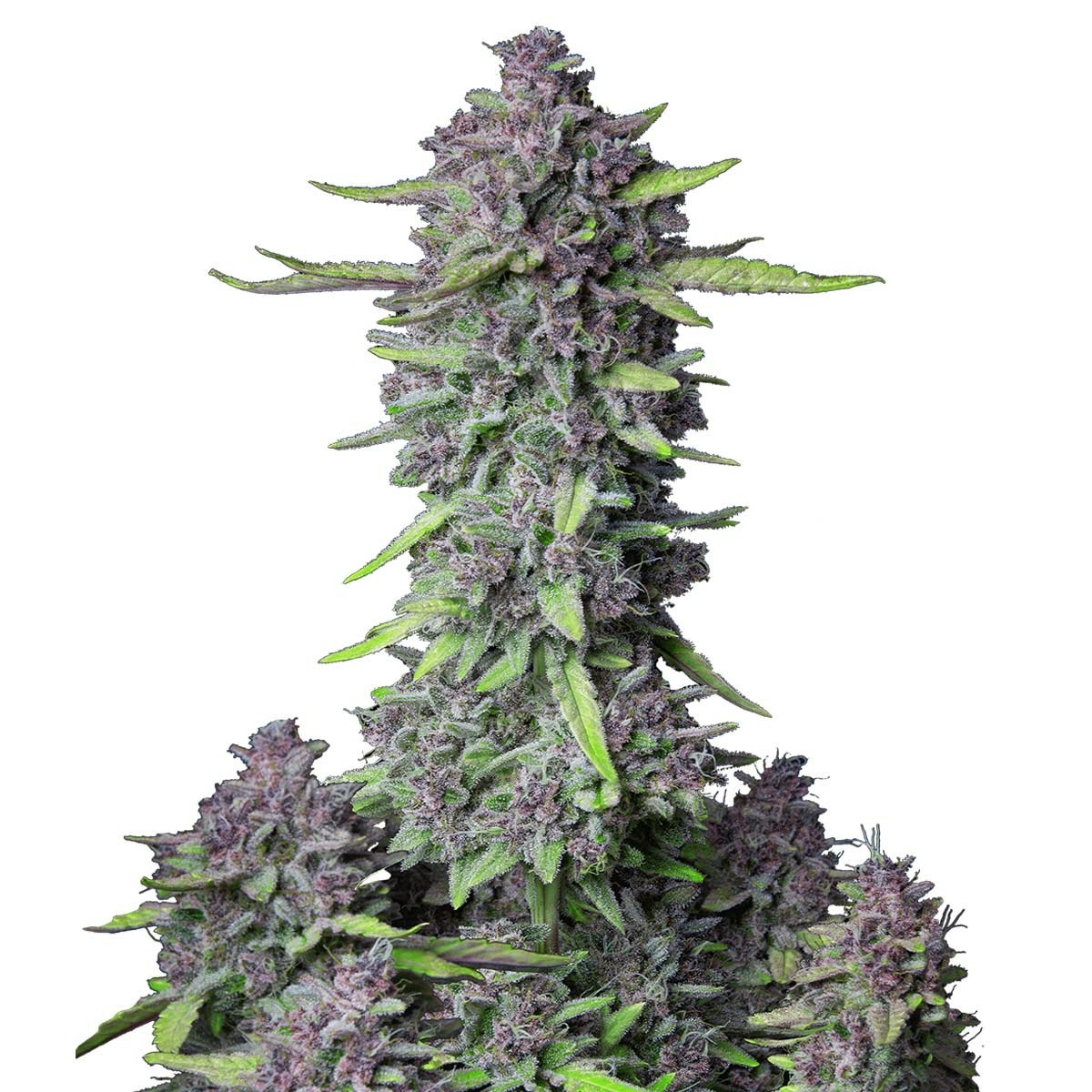 Photo of Purple Punch Auto