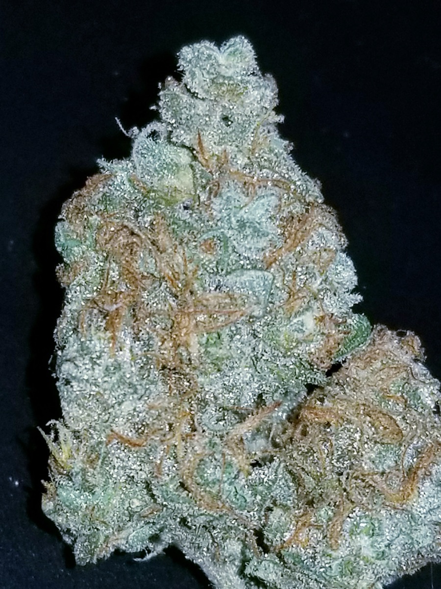 Photo of Purple Skunk