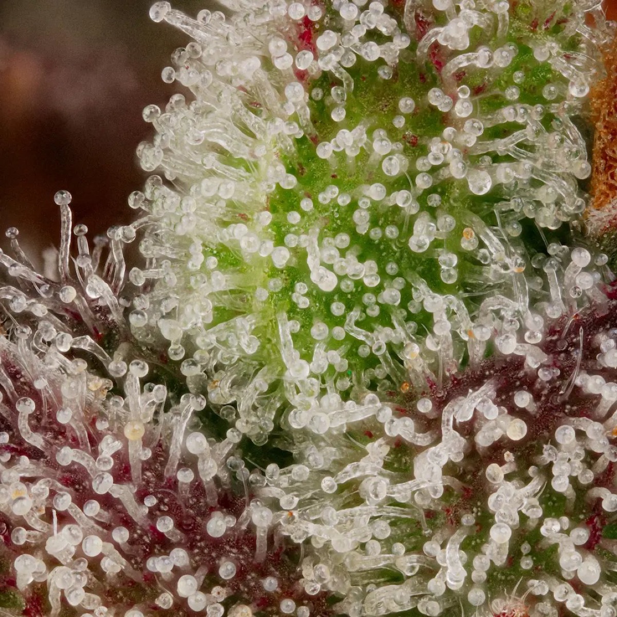 Photo of Red Velvet Auto