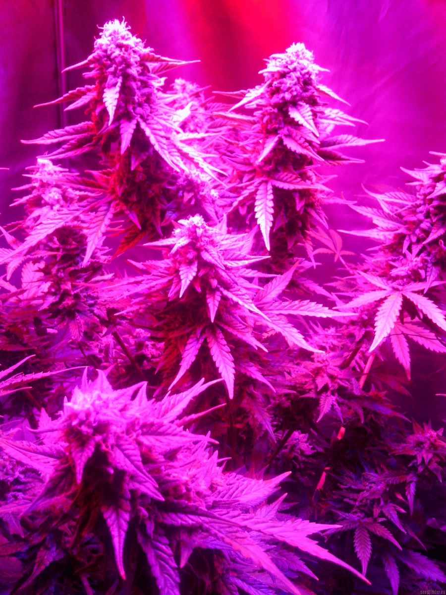 Photo of Royal Cheese Auto