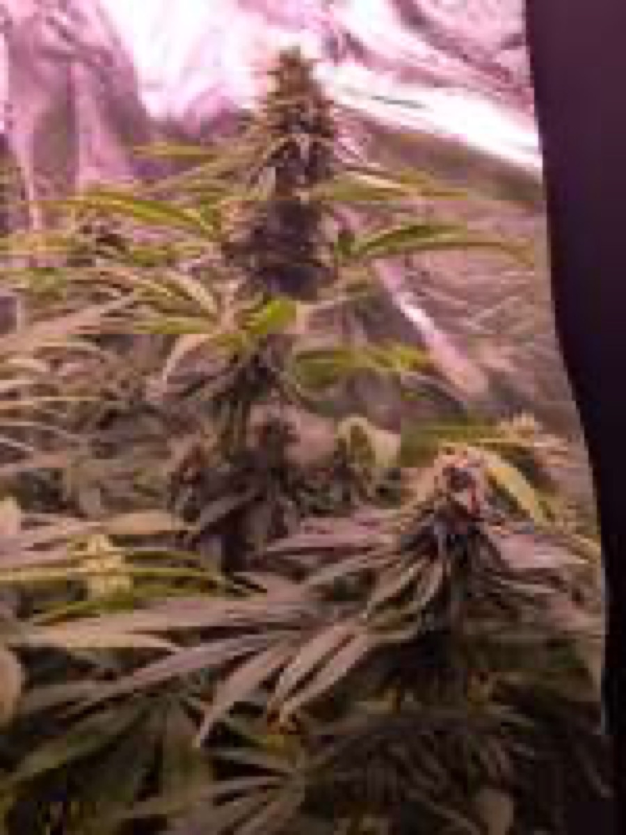 Photo of Royal Cookies