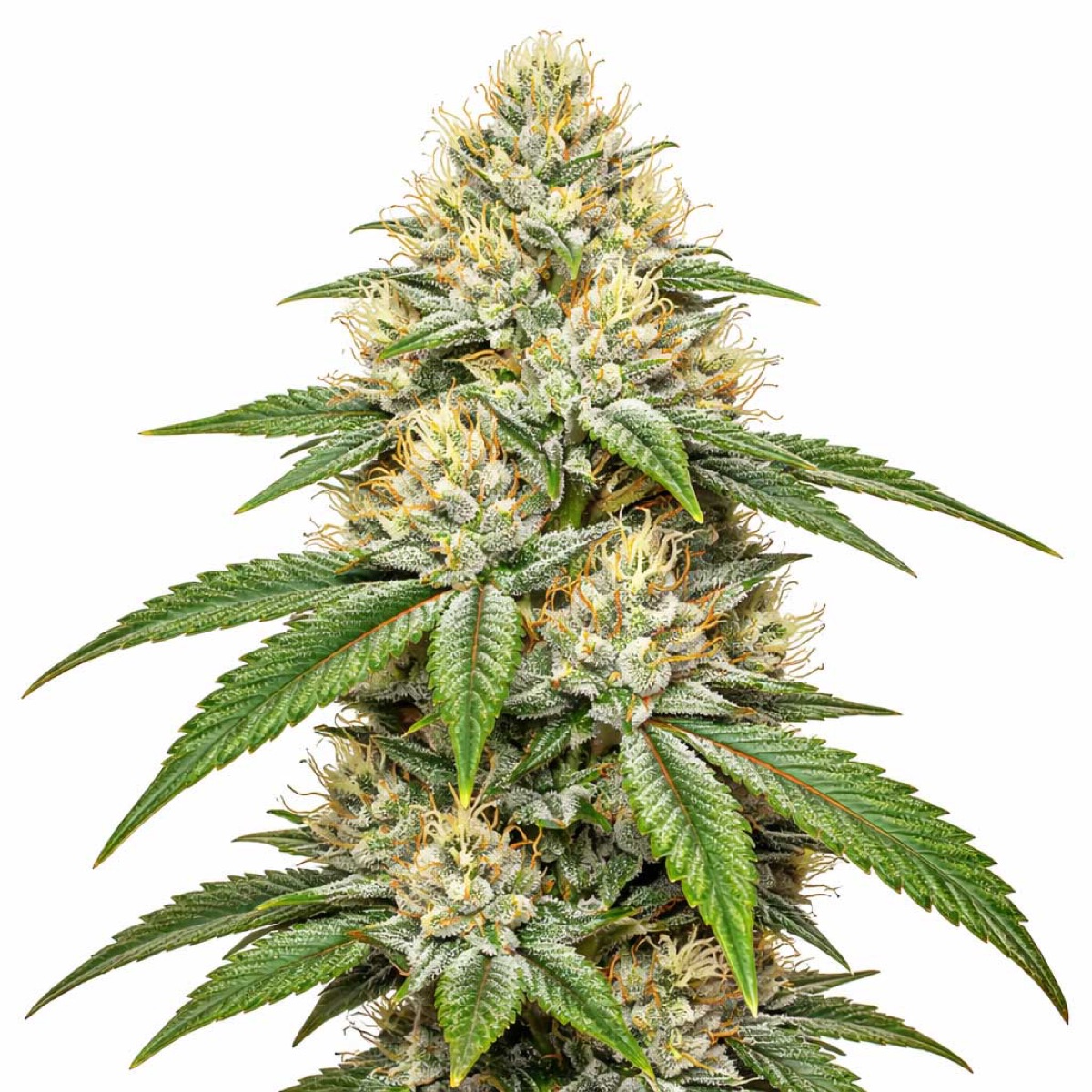 Photo of Royal Gorilla