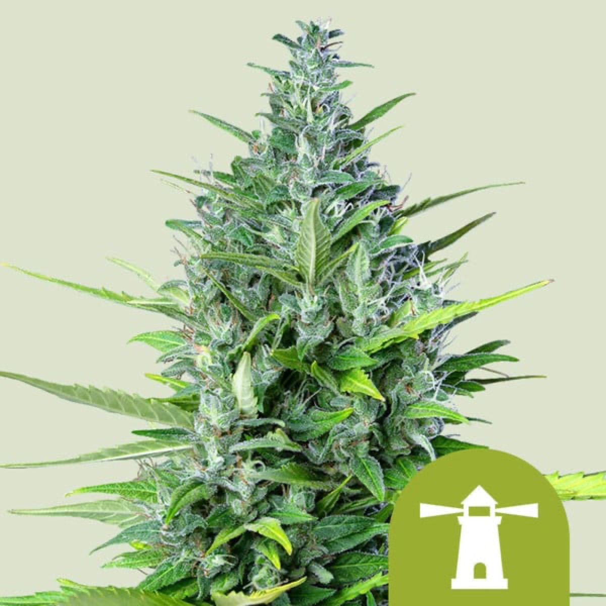 Photo of Royal Haze Auto