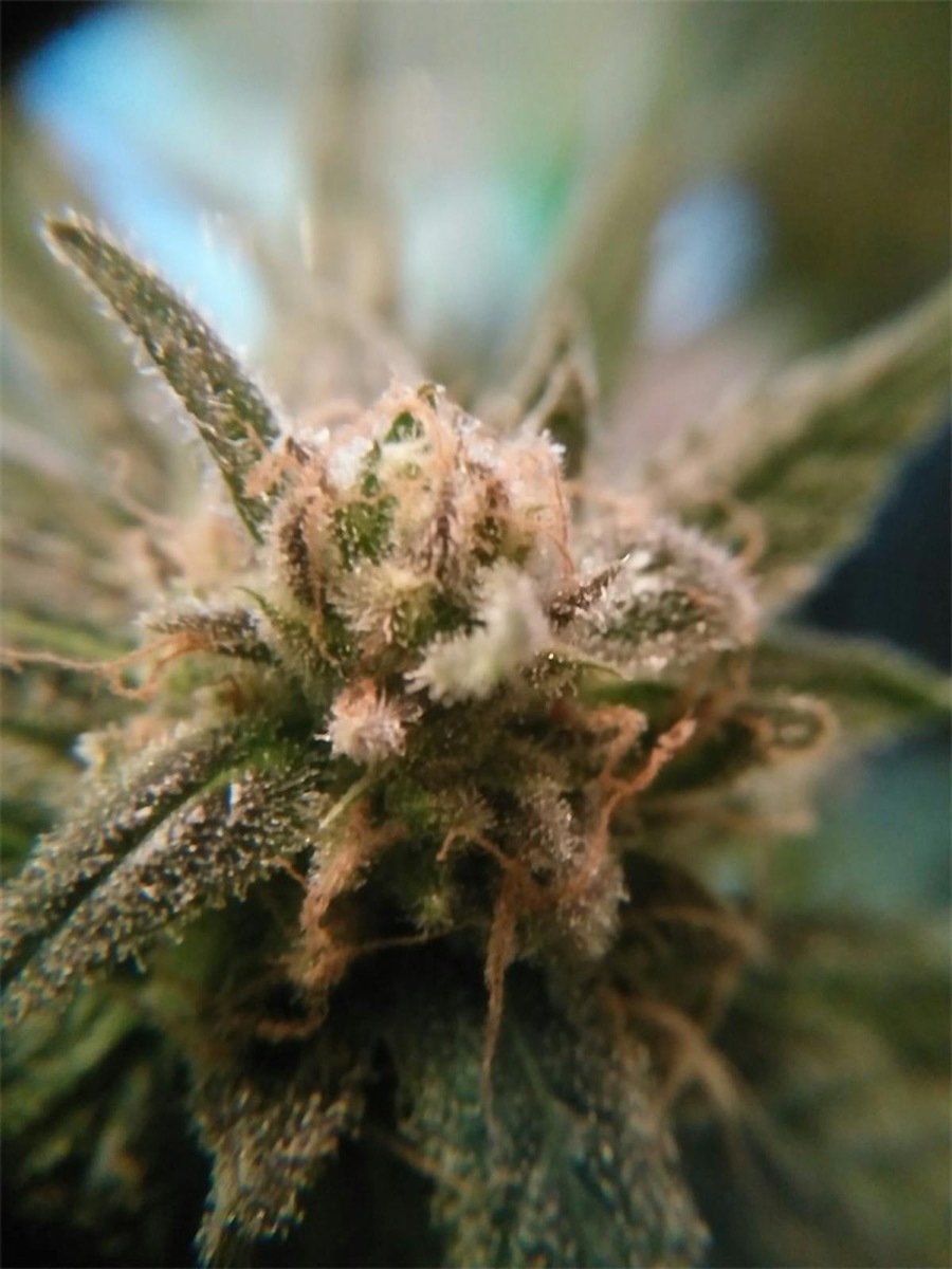 Photo of Royal Highness
