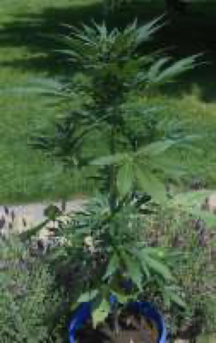 Photo of Royal Jack Auto