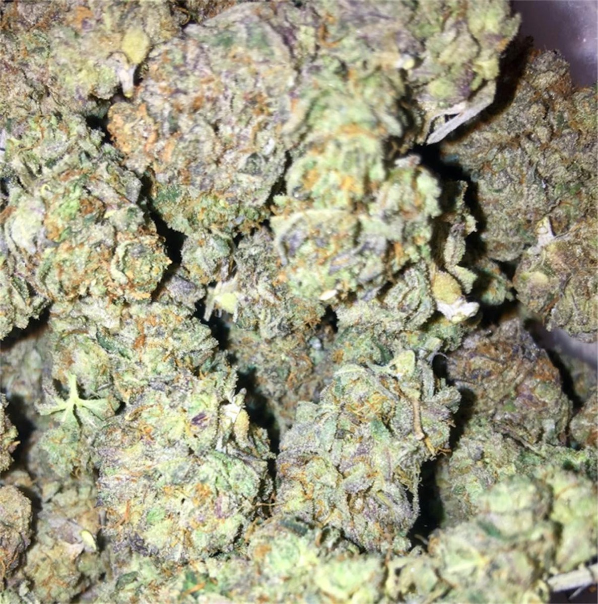 Photo of Royal Kush