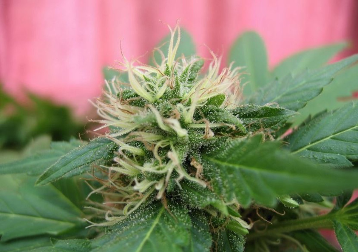 Photo of Ruderalis Indica