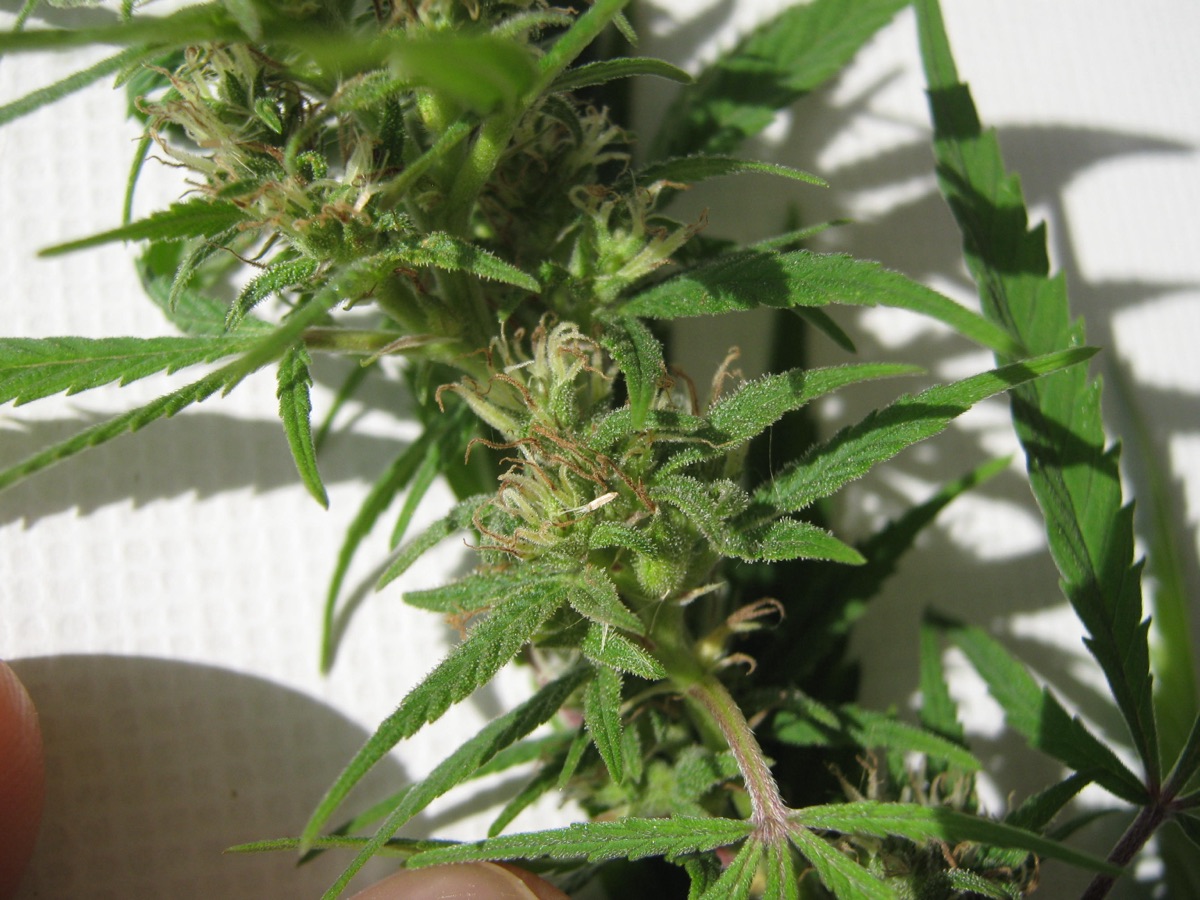 Photo of Ruderalis