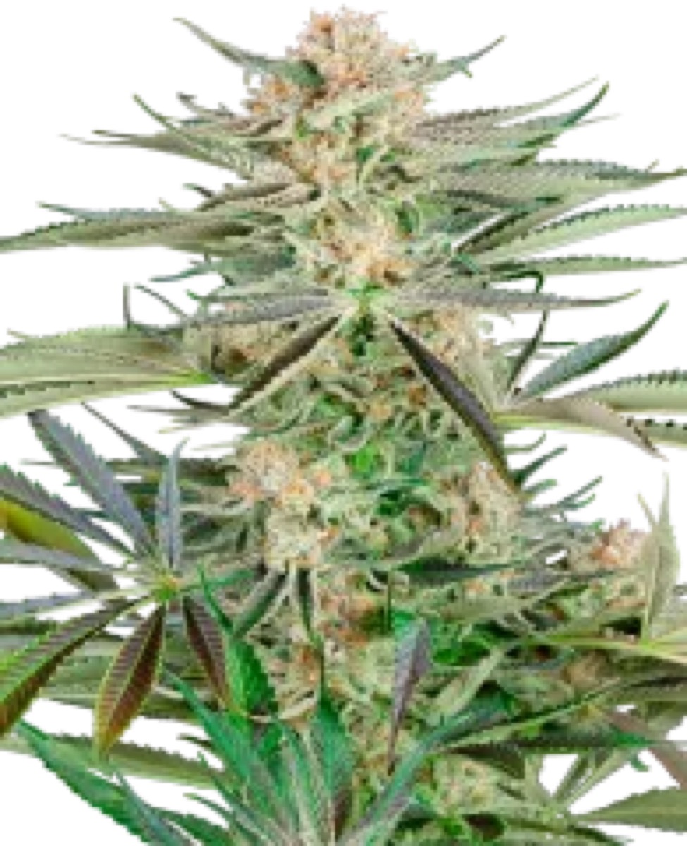Photo of Screwdriver OG