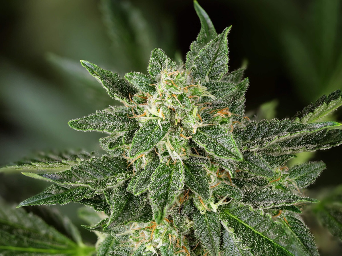 Photo of Sensi Amnesia XXL