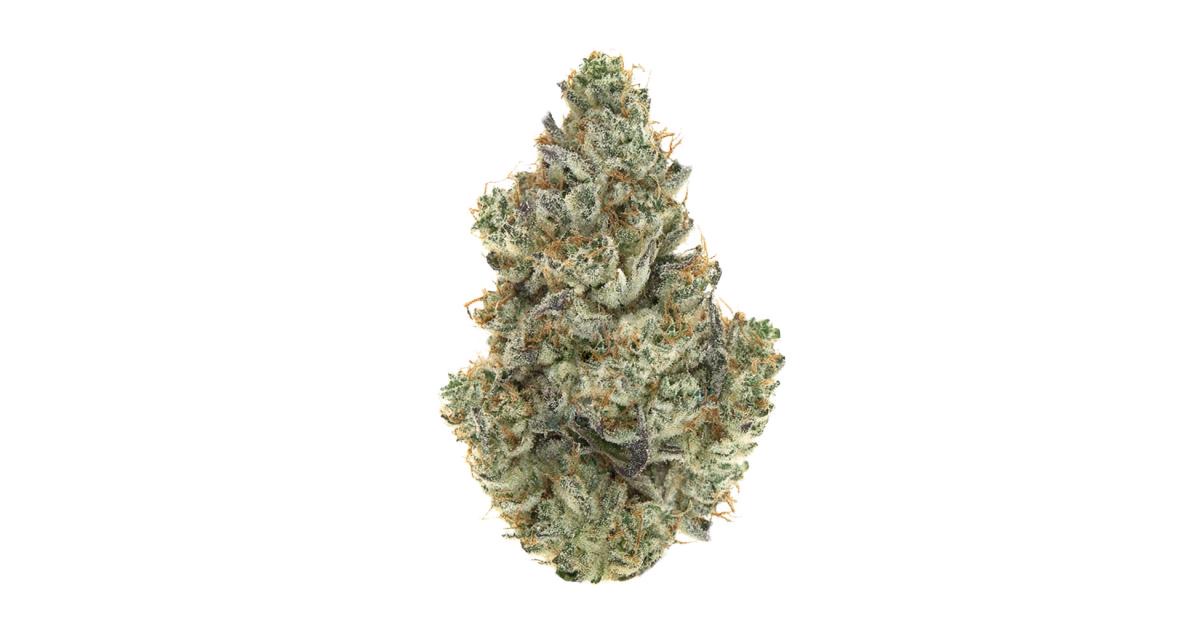 Photo of Sensi Amnesia