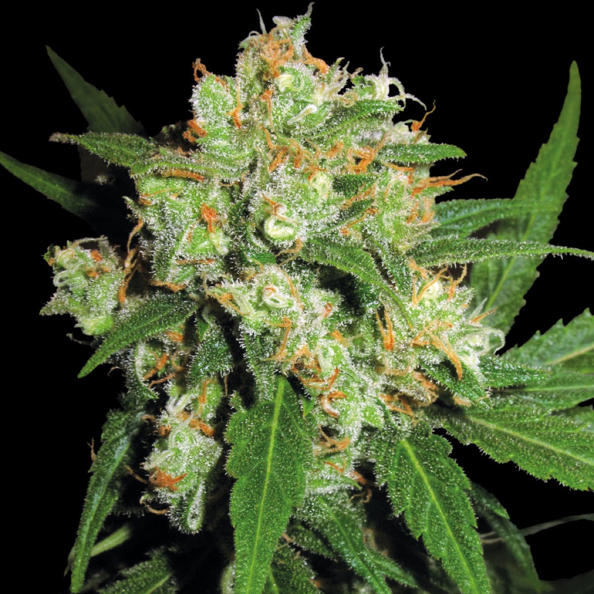 Photo of Sensi Skunk