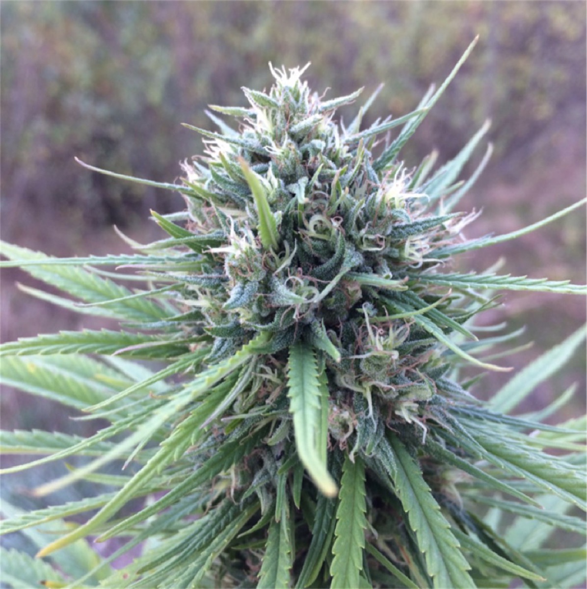 Photo of Shaman