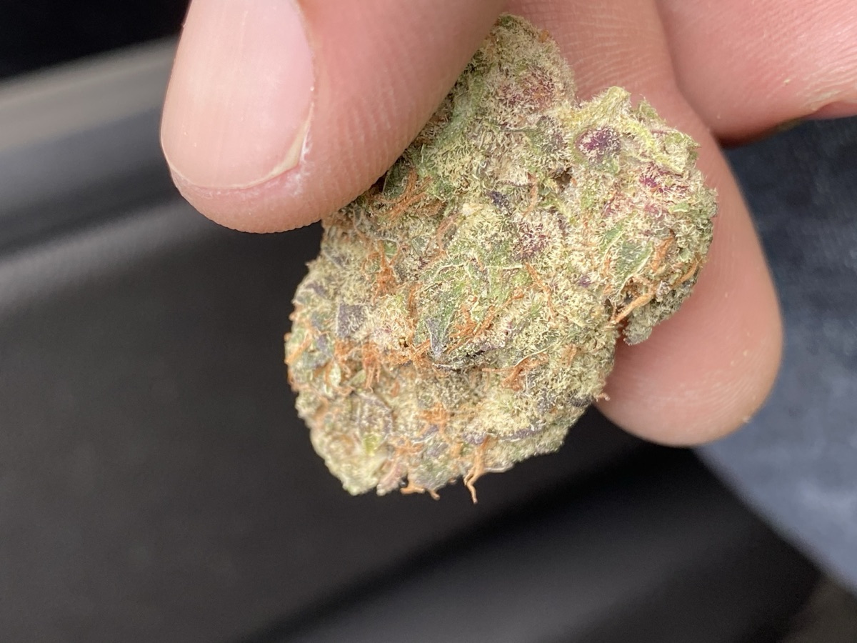 Photo of Sherbet Queen