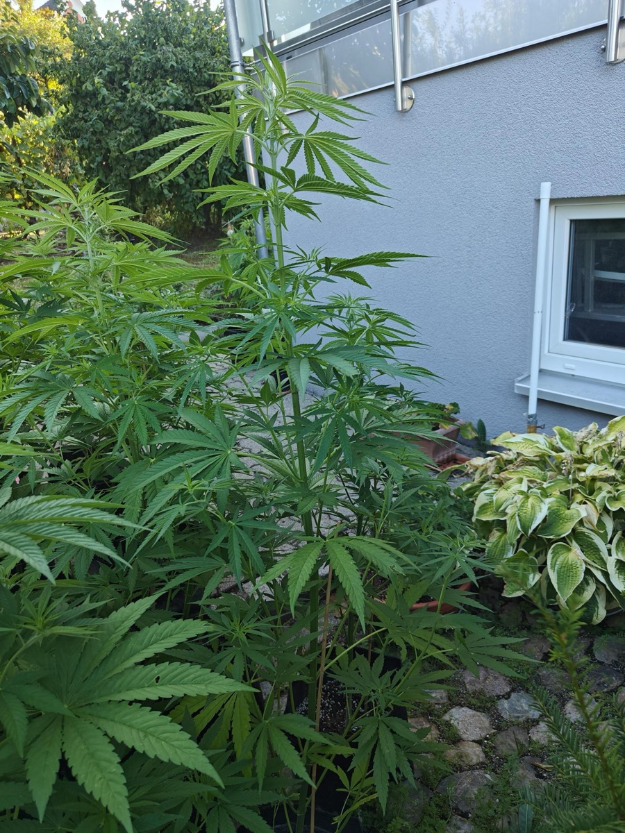 Photo of Shining Silver Haze Regular