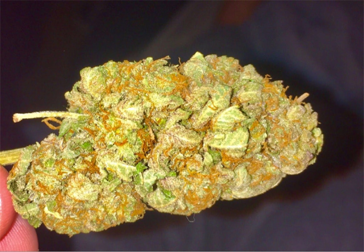 Photo of Shining Silver Haze