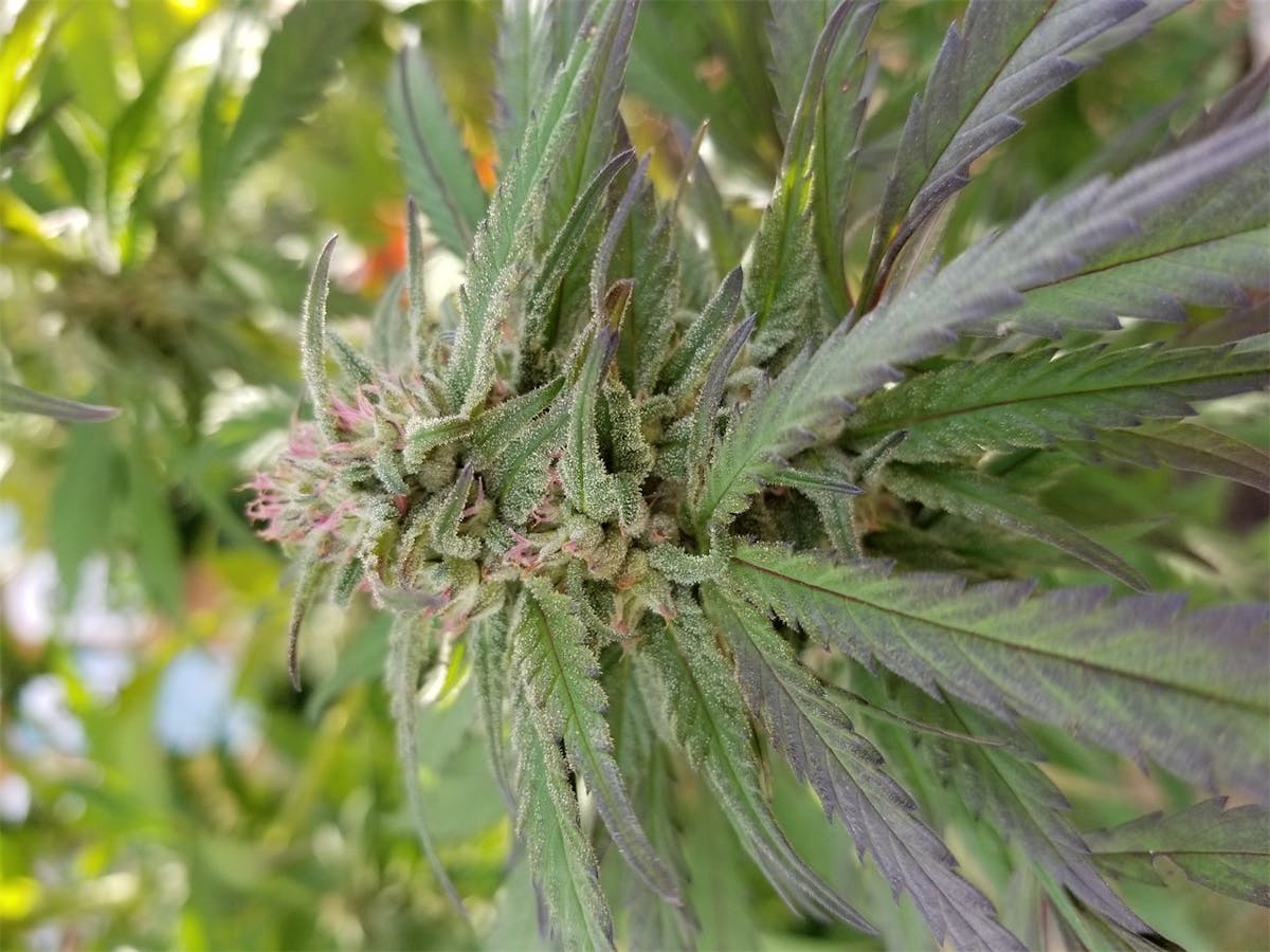Photo of Shiskaberry
