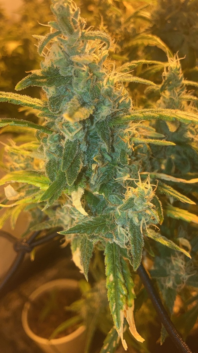 Photo of Shiva Skunk