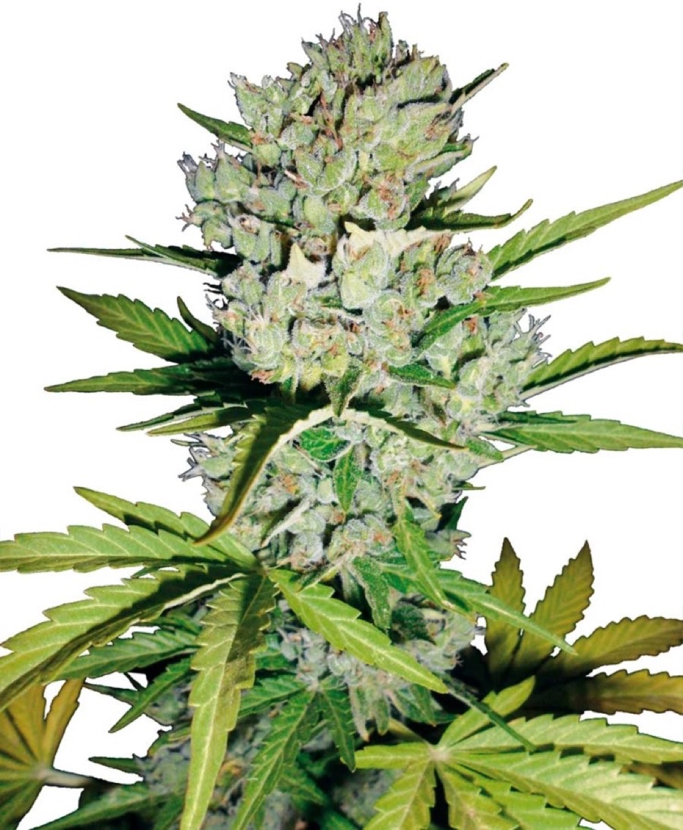 Photo of Skunk #1 Automatic Seeds by White Label