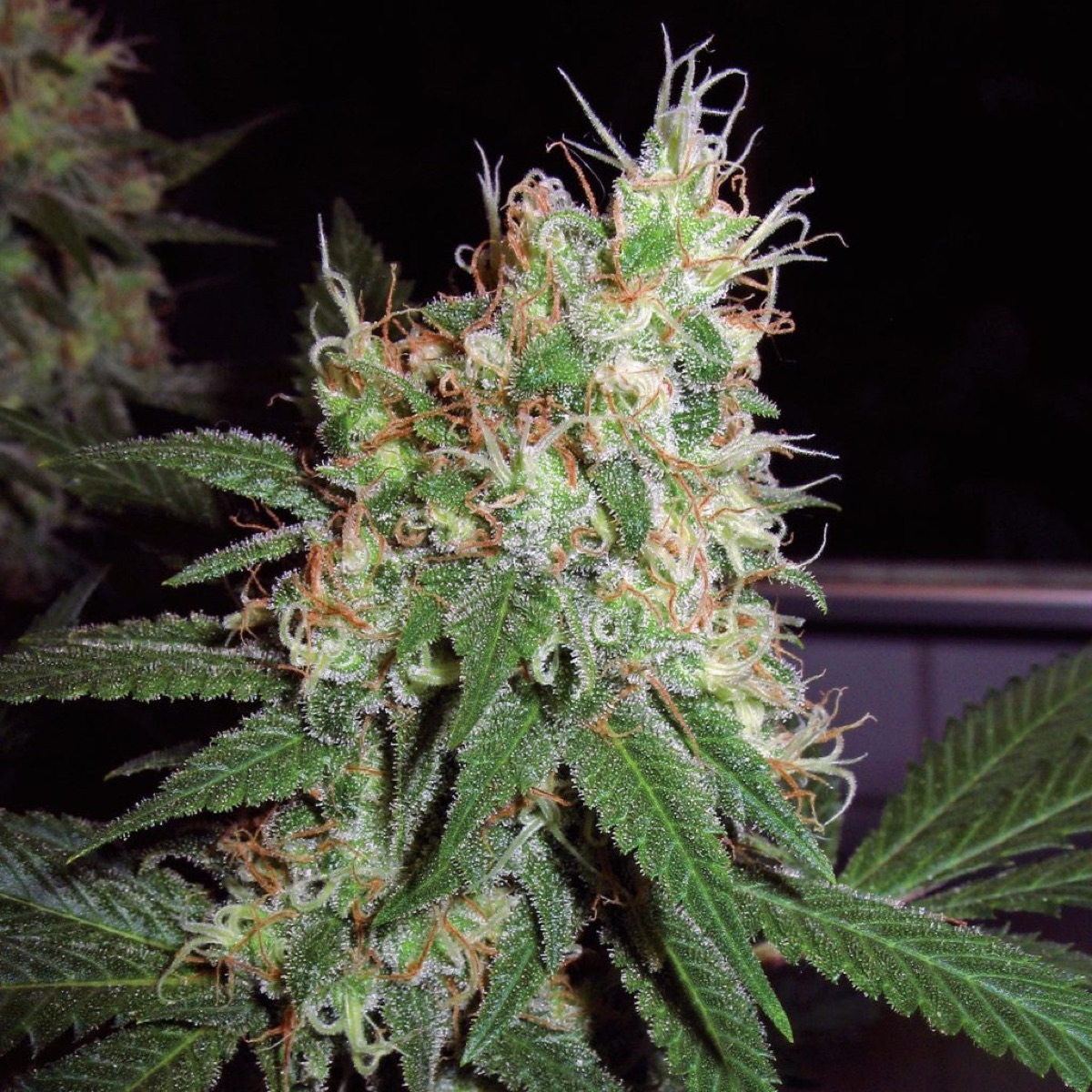 Photo of Skunk #1