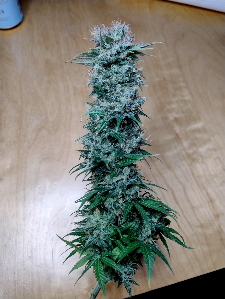 Photo of Skunk #11
