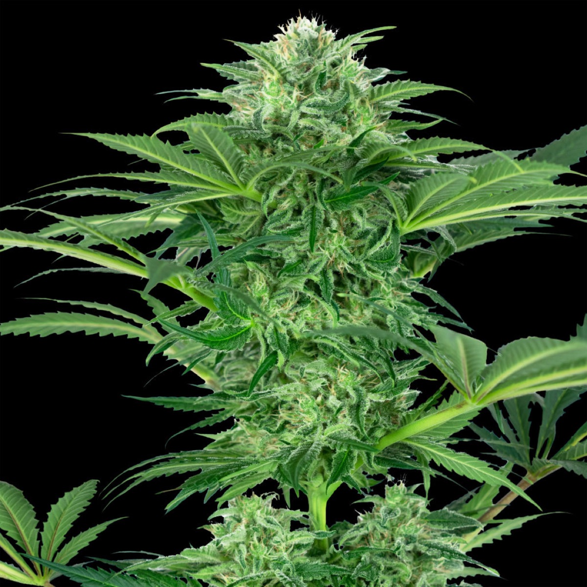 Photo of Skunk Dream CBD