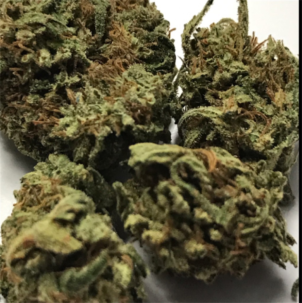 Photo of Skunk Kush