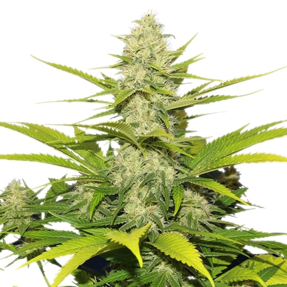 Photo of Skunk XL