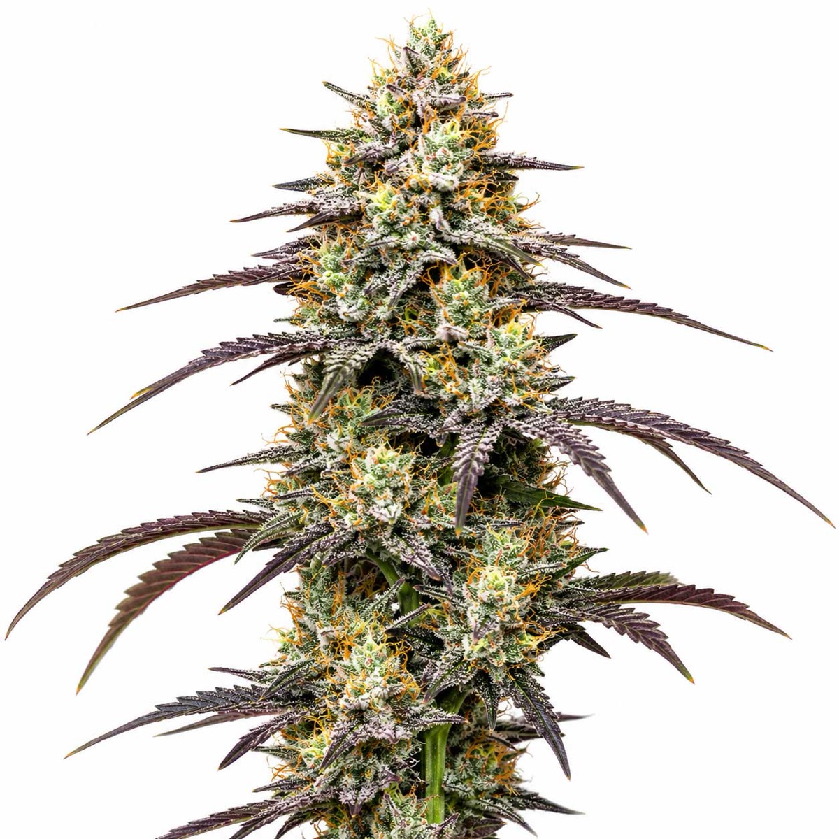 Photo of Skunk