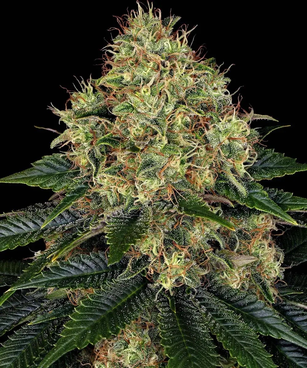 Photo of Skywalker OG Auto