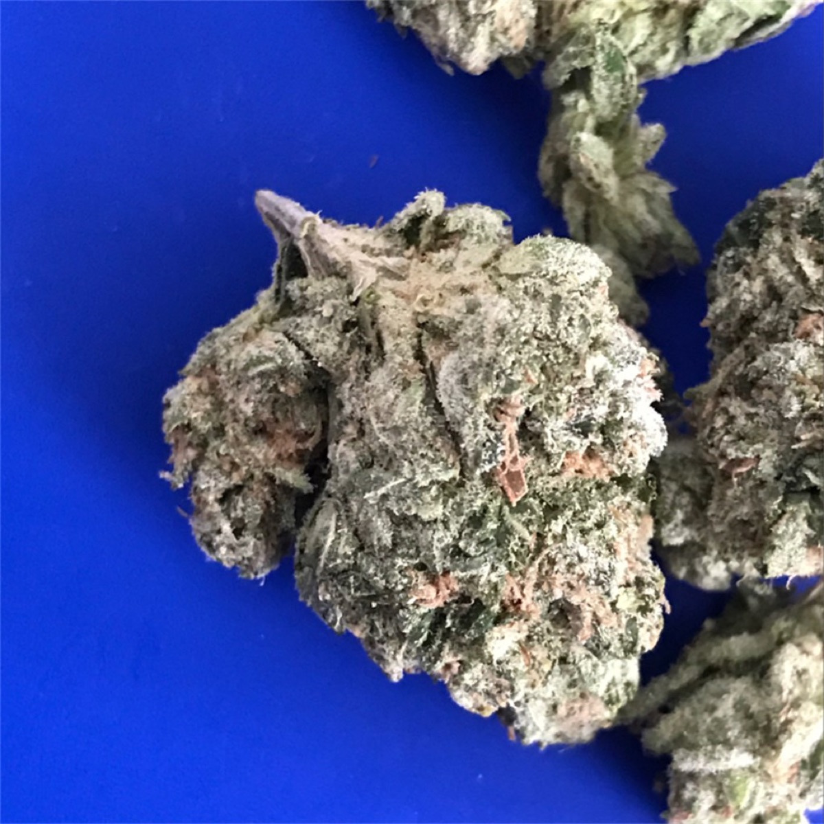 Photo of Skywalker