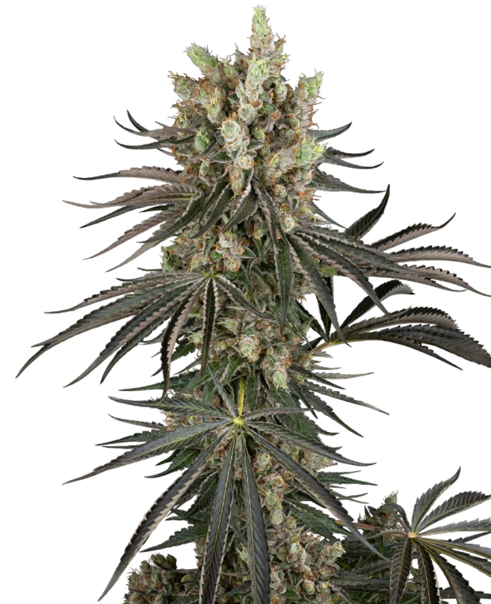 Photo of Slam Dank
