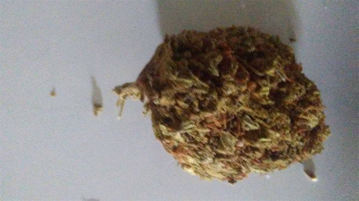Photo of Snow Bud